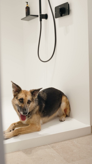 Herdershond ligt op een witte douchebak onder een regendouche
